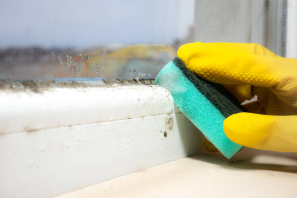 Best Basement Mold Removal  in Calcium, NY